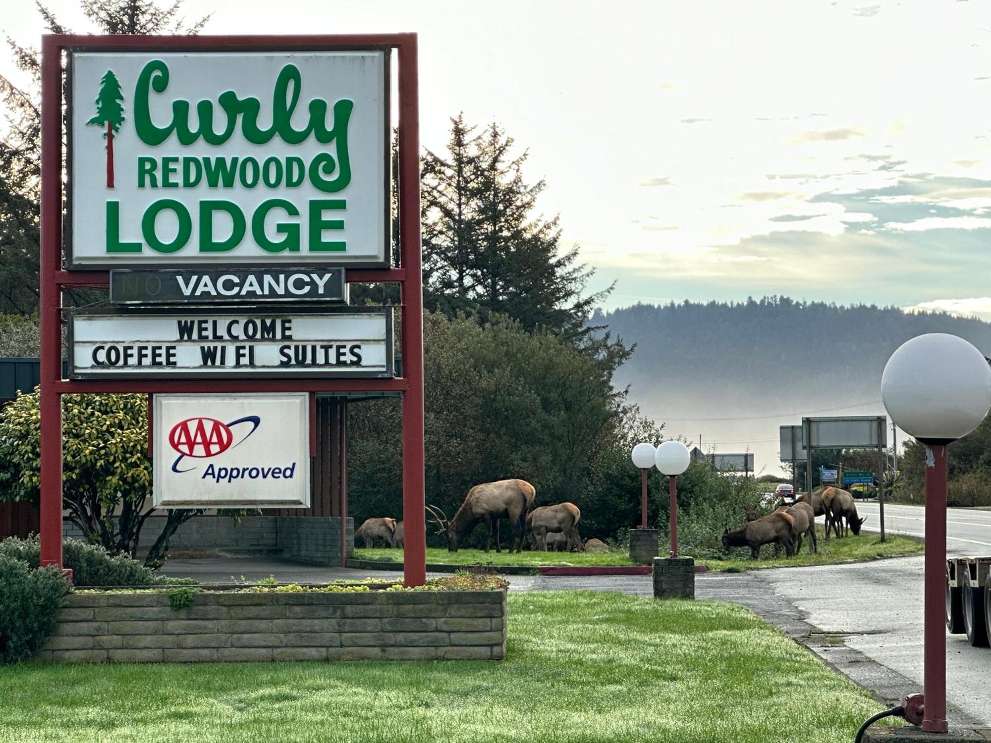 Curly Redwood Lodge Crescent City Exterior photo